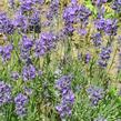 Levandule úzkolistá 'Grappenhal' - Lavandula angustifolia 'Grappenhal'