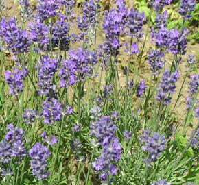 Levandule úzkolistá 'Grappenhal' - Lavandula angustifolia 'Grappenhal'