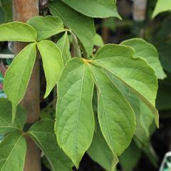 Přísavník - Parthenocissus himalayana var. Rubrifolia