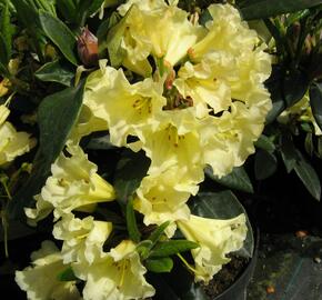 Pěnišník 'Saffrano' - Rhododendron (T) 'Saffrano'