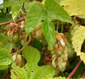 Chmel otáčivý 'Aureus' - Humulus lupulus 'Aureus'