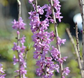 Lýkovec jedovatý 'Rubra' - Daphne mezereum 'Rubra'