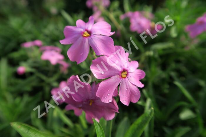 Plamenka 'Rosea' - Phlox procumbens 'Rosea'