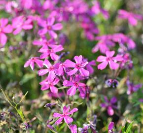 Plamenka šídlovitá 'Temiskaming' - Phlox subulata 'Temiskaming'