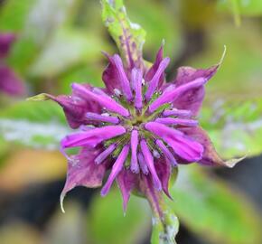 Zavinutka 'Prärienacht' - Monarda hybrida 'Prärienacht'