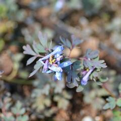 Dymnivka 'Purple Leaf' - Corydalis flexuosa 'Purple Leaf'