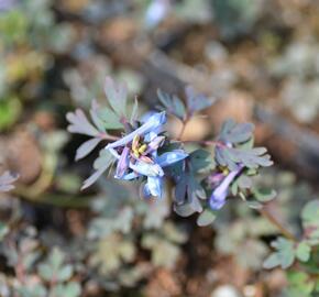 Dymnivka 'Purple Leaf' - Corydalis flexuosa 'Purple Leaf'