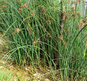 Skřípina jezerní - Scirpus lacustris