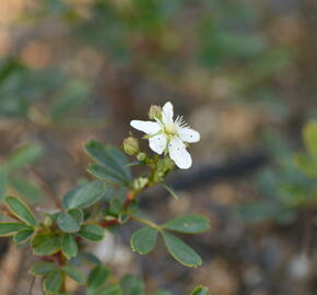 Mochna 'Nuuk' - Potentilla tridentata 'Nuuk'