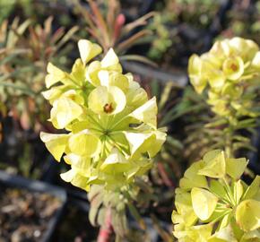 Pryšec hnědokvětý 'Purple and Gold' - Euphorbia characias 'Purple and Gold'