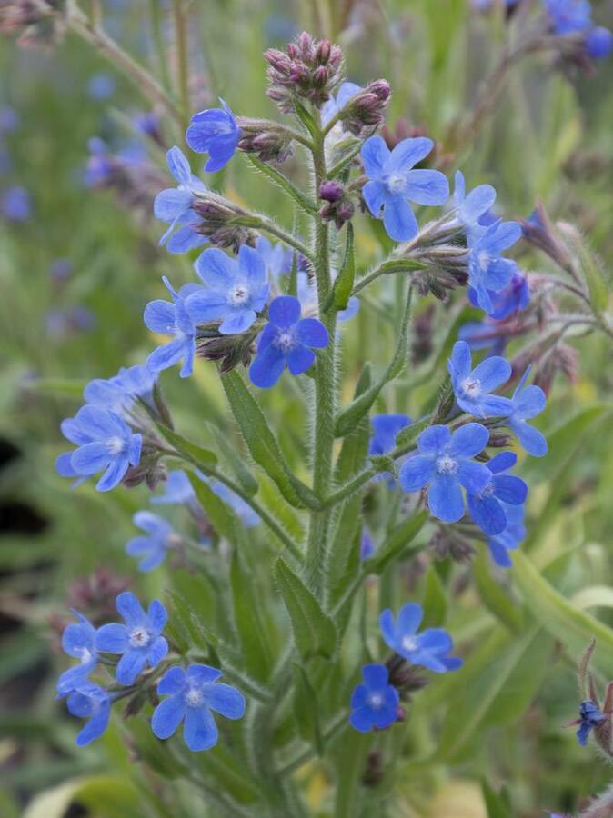 Pilát modrý 'Little John' - Anchusa azurea 'Little John'