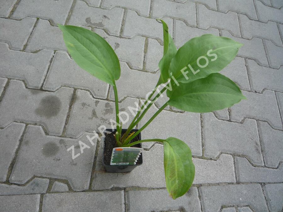 Žabník jitrocelový - Alisma plantago-aquatica