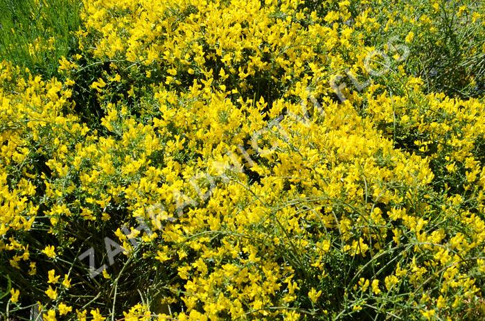 Kručinka chlupatá 'Vancouver Gold' - Genista pilosa 'Vancouver Gold'