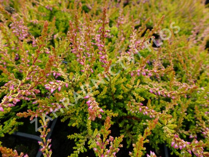 Vřes obecný 'Bonita' - Calluna vulgaris 'Bonita'