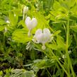 Srdcovka nádherná 'Alba' - Dicentra spectabilis 'Alba'