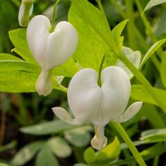 Srdcovka nádherná 'Alba' - Dicentra spectabilis 'Alba'