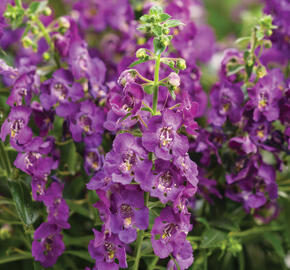 Angelonie úzkolistá 'Angel Mist Purple' - Angelonia angustifolia 'Angel Mist Purple'