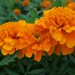 Aksamitník rozkladitý, afrikán 'Texana Orange' - Tagetes patula 'Texana Orange'