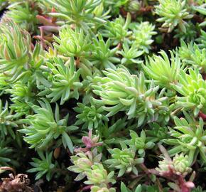 Rozchodník skalní 'Oracle' - Sedum forsterianum 'Oracle'