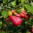 Mračňák - Abutilon hybridus mix