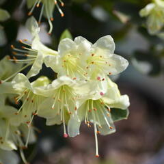 Pěnišník 'Shamrock' - Rhododendron (R) 'Shamrock'