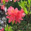 Azalka 'Cecile' - Azalea (KH) 'Cecile'