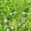 Hvězdnice 'Altweibersommer' - Aster versicolor 'Altweibersommer'