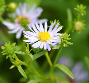 Hvězdnice 'Altweibersommer' - Aster versicolor 'Altweibersommer'