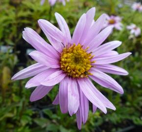 Hvězdnice Pringleova 'Rosalind' - Aster pringlei 'Rosalind'