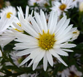 Hvězdnice novobelgická 'Steinebrück' - Aster novi-belgii 'Steinebrück'