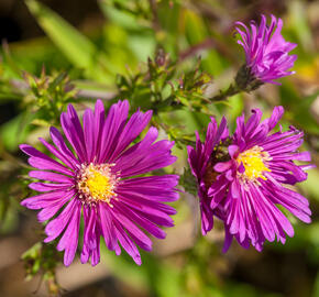 Hvězdnice novobelgická 'Terry's Pride' - Aster novi-belgii 'Terry's Pride'