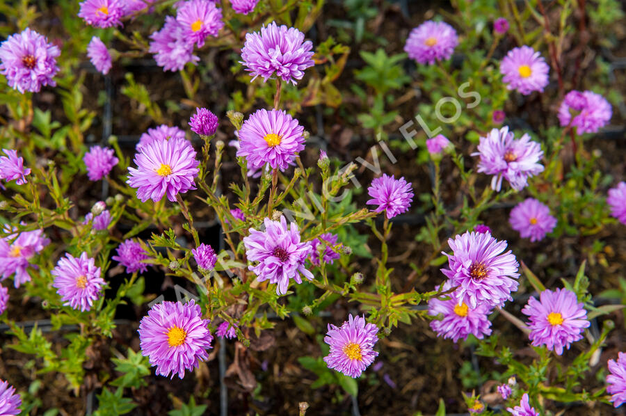 Hvězdnice novobelgická 'Rosenponpon' - Aster novi-belgii 'Rosenponpon'