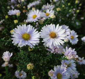 Hvězdnice novobelgická 'Porzellan' - Aster novi-belgii 'Porzellan'