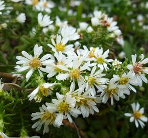 Hvězdnice vřesovcová 'Prostratum' - Aster ericoides 'Prostratum'