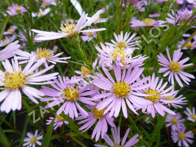 Hvězdnice vřesovitá 'Pink Star' - Aster ericoides 'Pink Star'