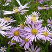 Hvězdnice vřesovitá 'Pink Star' - Aster ericoides 'Pink Star'