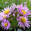 Hvězdnice vřesovcová 'Pink Star' - Aster ericoides 'Pink Star'