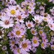 Hvězdnice vřesovcová 'Esther' - Aster ericoides 'Esther'