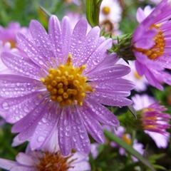 Hvězdnice keříčkovitá 'Tina' - Aster dumosus 'Tina'