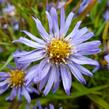 Hvězdnice keříčkovitá 'Mittelmeer' - Aster dumosus 'Mittelmeer'