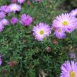 Hvězdnice keříčkovitá 'Herbstgruss von Bresserhof' - Aster dumosus 'Herbstgruss von Bresserhof'