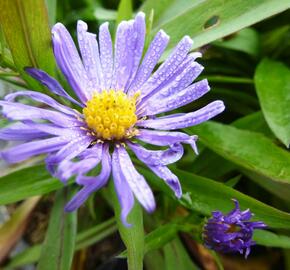 Hvězdnice keříčkovitá 'Blauer Gletscher' - Aster dumosus 'Blauer Gletscher'