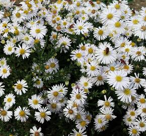 Hvězdnice keříčkovitá 'Apollo' - Aster dumosus 'Apollo'