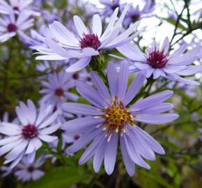 Hvězdnice srdcolistá 'Blue Heaven' - Aster cordifolius 'Blue Heaven'