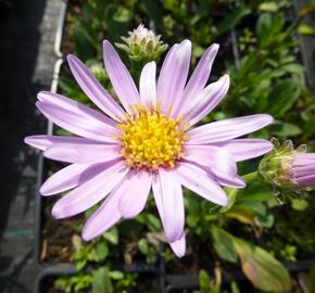 Hvězdnice chlumní 'Rosa Erfuellung' - Aster amellus 'Rosa Erfuellung'