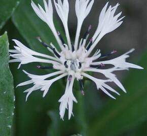 Chrpa horská 'Alba' - Centaurea montana 'Alba'