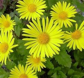 Kamzičník východní 'Magnificum' - Doronicum orientale 'Magnificum'