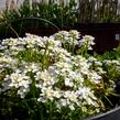 Iberka 'Fischbeck' - Iberis sempervirens 'Fischbeck'