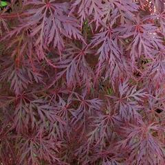 Javor dlanitolistý 'Orangeola' - Acer palmatum 'Orangeola'