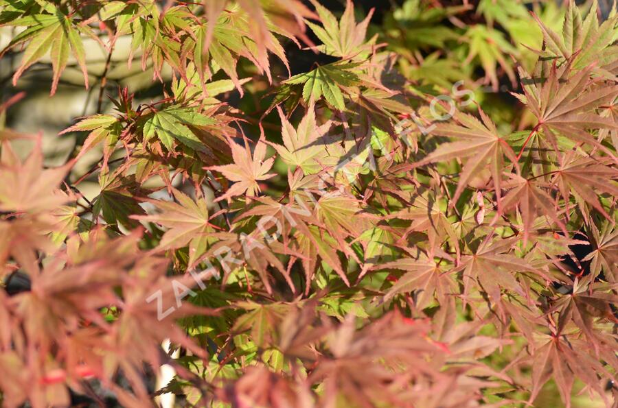 Javor dlanitolistý 'Matsukagami' - Acer palmatum 'Matsukagami'